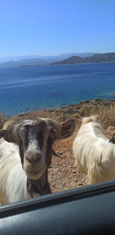 Erasmus+ on the island of Crete